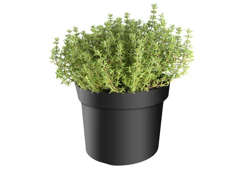 Junavera Thymus vulgaris Faustini BIO | Tijm | ca. 15 tot 20 cm hoog | 14 cm pot