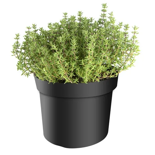 Junavera Thymus vulgaris Faustini BIO | Tijm | ca. 15 tot 20 cm hoog | 14 cm pot