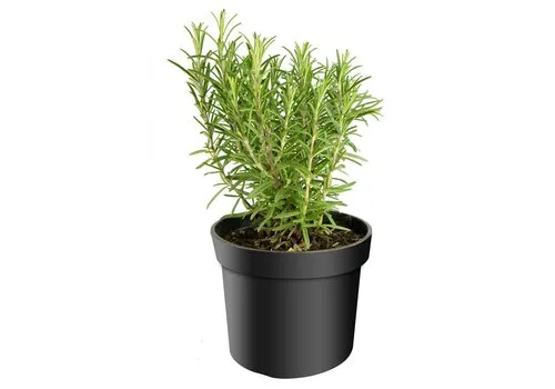 JUNAVERA Rosmarinus officinalis Sabroso | 14 cm pot | ca. 20 cm hoog