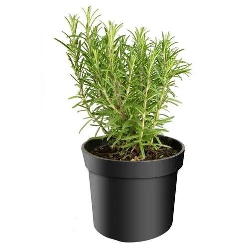 JUNAVERA Rosmarinus officinalis Sabroso | 14 cm pot | ca. 20 cm hoog