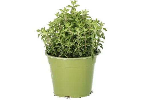 JUNAVERA Origanum vulgare Supreme BIO | 25 cm hoog | 14 cm pot