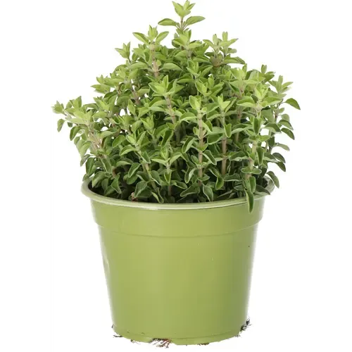 JUNAVERA Origanum vulgare Supreme BIO | 25 cm hoog | 14 cm pot