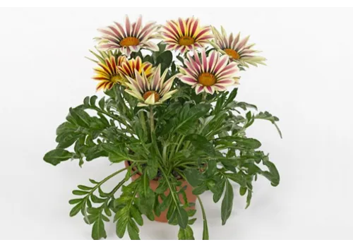 Junai.nl Gazania rigens Kiss White | 25 cm hoog | 12 cm pot