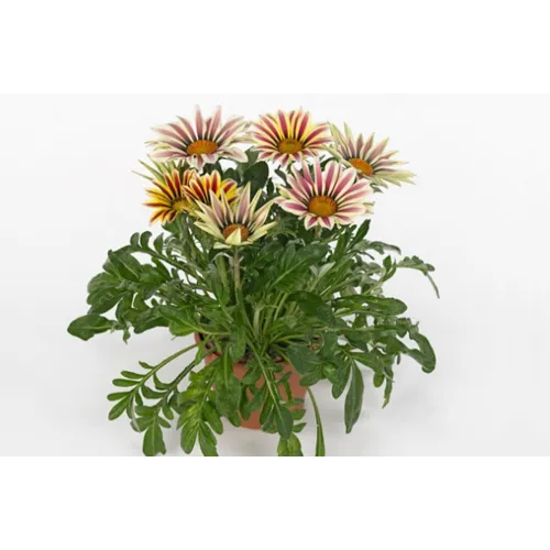 Junai.nl Gazania rigens Kiss White | 25 cm hoog | 12 cm pot