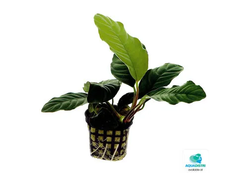 Aquafleur Anubias Coffeefolia | In 5cm pot