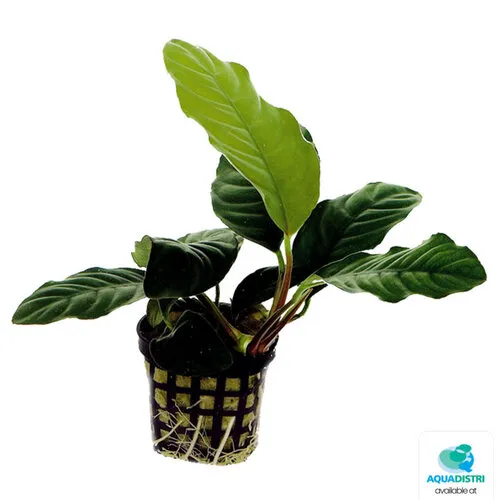Aquafleur Anubias Coffeefolia | In 5cm pot