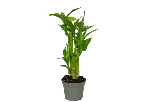 Junai.nl Dracaena sanderiana Lucky Bamboo | 5,5 cm pot | 25 cm | 3 stekken