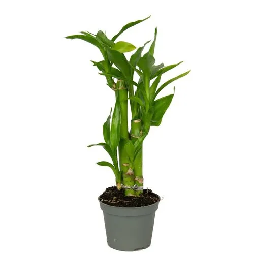 Junai.nl Dracaena sanderiana Lucky Bamboo | 5,5 cm pot | 25 cm | 3 stekken