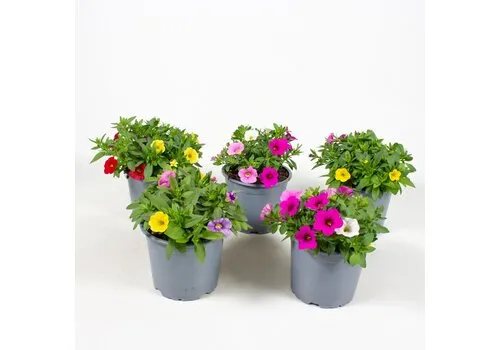 Junai.nl Calibrachoa MiniFamous mix | diverse kleuren | 10 cm pot | ca. 15 cm hoog | per stuk