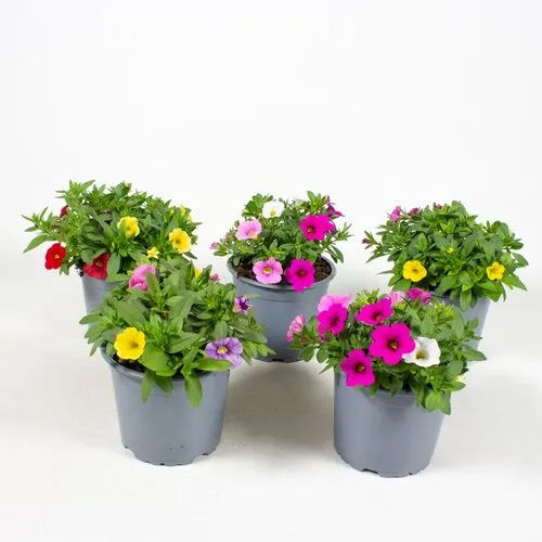 Junai.nl Calibrachoa MiniFamous mix | diverse kleuren | 10 cm pot | ca. 15 cm hoog | per stuk