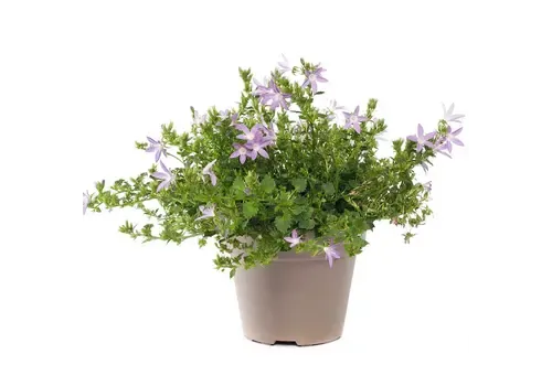 Junai.nl Campanula poscharskyana mix | kruipklokje | 5 tot 10 cm hoog | 6 cm pot | per stuk
