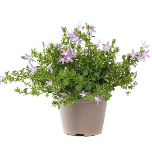 Junai.nl Campanula poscharskyana mix | kruipklokje | 5 tot 10 cm hoog | 6 cm pot | per stuk