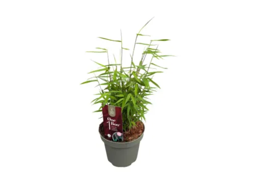 Junai.nl Fargesia One Boo Jiuzhaigou | Niet woekerende bamboe | 40 cm hoog | 14 cm pot