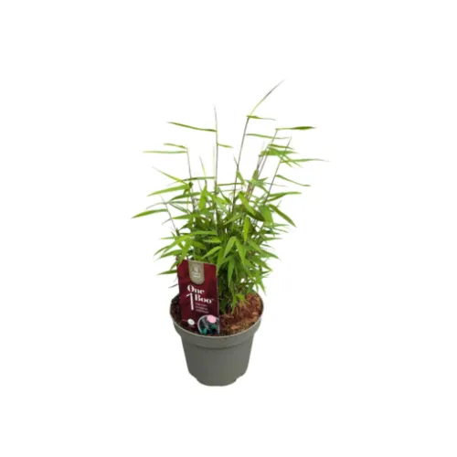 Junai.nl Fargesia One Boo Jiuzhaigou | Niet woekerende bamboe | 40 cm hoog | 14 cm pot
