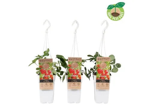 Junai.nl Fragaria Eve's Delight | aardbei | 50 cm hoog | 15 cm hangpot