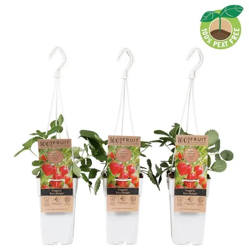 Junai.nl Fragaria Eve's Delight | aardbei | 50 cm hoog | 15 cm hangpot