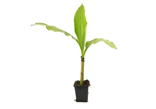 Junai.nl Musa basjoo | winterharde bananenplant | 25 cm hoog | 10,5 cm pot