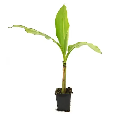 Junai.nl Musa basjoo | winterharde bananenplant | 25 cm hoog | 10,5 cm pot