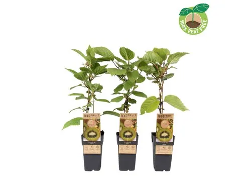Junai.nl Actinidia deliciosa 'Jenny' | Kiwiplant | 50 cm hoog | 15 cm pot