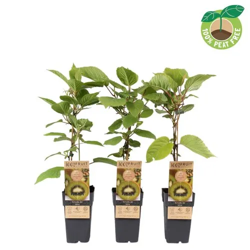 Junai.nl Actinidia deliciosa 'Jenny' | Kiwiplant | 50 cm hoog | 15 cm pot