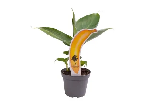 Junai.nl Musa Tropicana | 6 cm pot | 18 cm