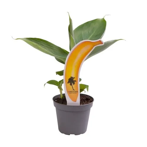 Junai.nl Musa Tropicana | 6 cm pot | 18 cm