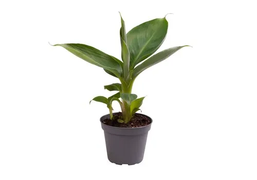 Junai.nl Musa acuminata 'Cheeka' | 6 cm pot | 18 cm hoog