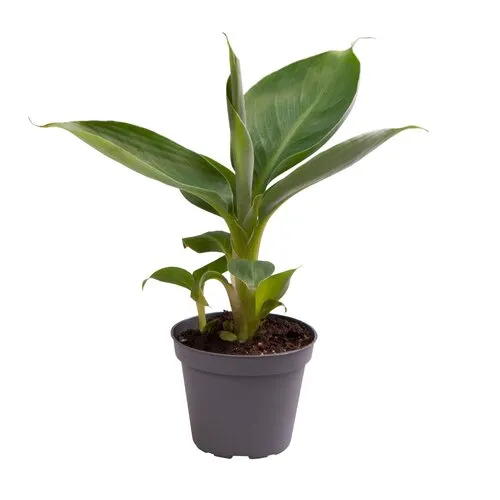 Junai.nl Musa acuminata 'Cheeka' | 6 cm pot | 18 cm hoog