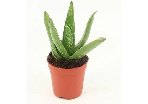 Junai.nl Aloe vera 5,5 cm pot | 10 cm hoog