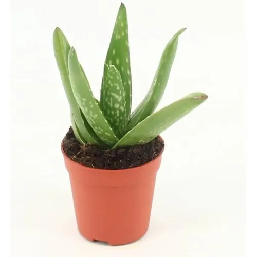 Junai.nl Aloe vera 5,5 cm pot | 10 cm hoog