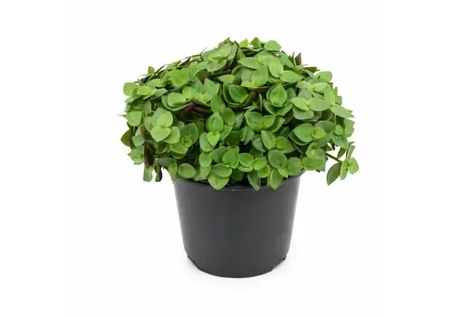 Junai.nl Callisia Turtle | Schildpadplant | 5,5 cm pot | 10 cm hoog