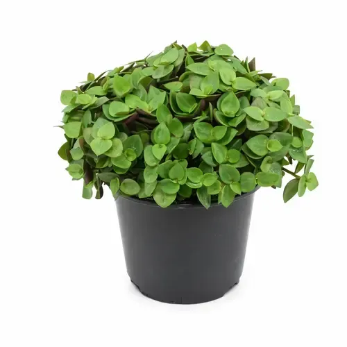 Junai.nl Callisia Turtle | Schildpadplant | 5,5 cm pot | 10 cm hoog