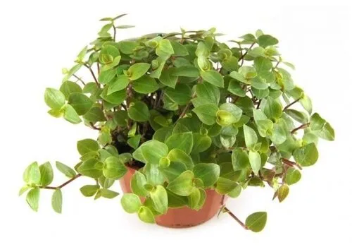 Junai.nl Callisia repens 6 cm pot | 12 cm hoog
