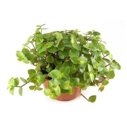 Junai.nl Callisia repens 6 cm pot | 12 cm hoog