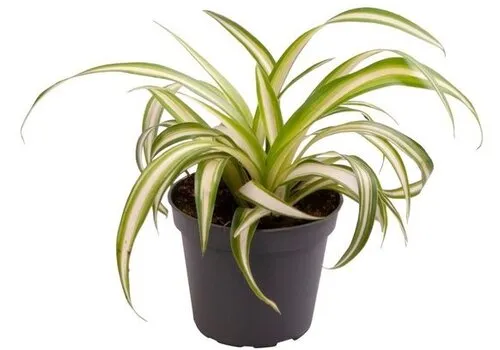 Junai.nl Chlorophytum comosum Variegatum | 6 cm pot | 12 cm hoog