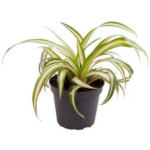 Junai.nl Chlorophytum comosum Variegatum | 6 cm pot | 12 cm hoog