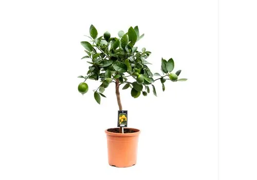 Junai.nl Citrus aurantiifolia | Limoenboom op stam | 75 cm hoog | 22 cm pot