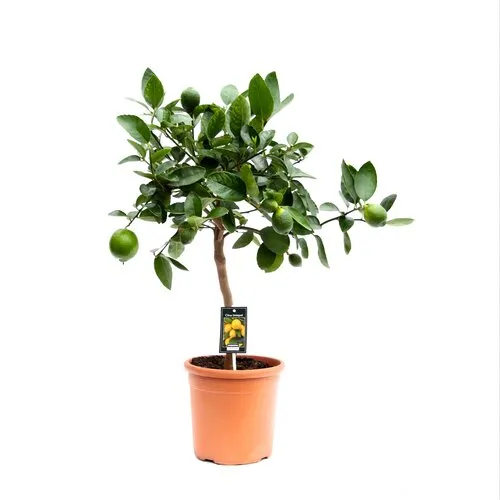 Junai.nl Citrus aurantiifolia | Limoenboom op stam | 75 cm hoog | 22 cm pot