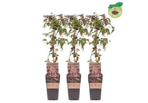 Junai.nl Clematis montana ‘Fragrant Spring’ | 60 cm hoog | 15 cm pot