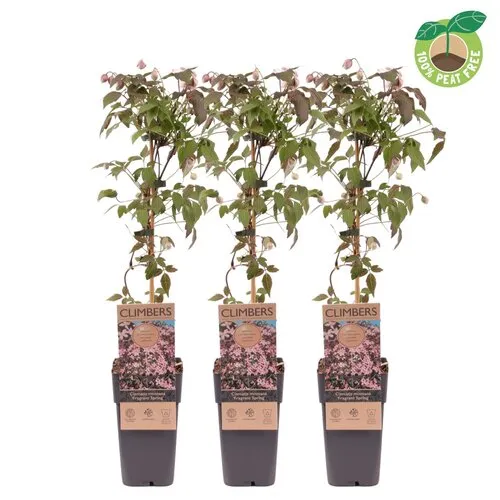 Junai.nl Clematis montana ‘Fragrant Spring’ | 60 cm hoog | 15 cm pot