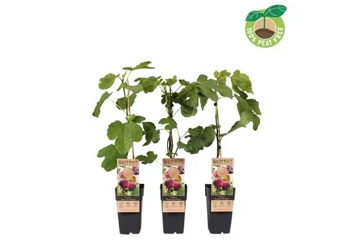 Junai.nl Ficus carica ‘Rouge de Bordeaux’ | Vijgenboom | 50 cm hoog | 15 cm pot