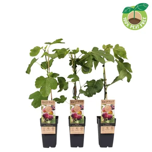 Junai.nl Ficus carica ‘Rouge de Bordeaux’ | Vijgenboom | 50 cm hoog | 15 cm pot