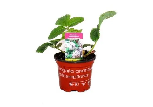 Junai.nl Fragaria x ananassa 'Pineberry' | Ananas Aardbei | 15 cm hoog | 9 cm pot