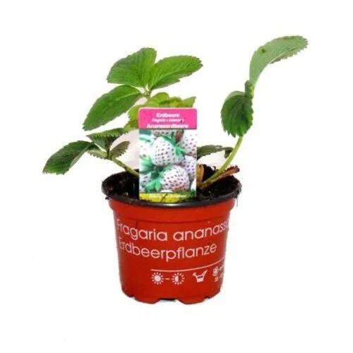 Junai.nl Fragaria x ananassa 'Pineberry' | Ananas Aardbei | 15 cm hoog | 9 cm pot