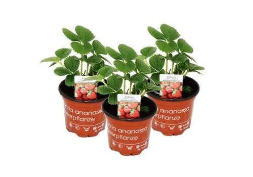 Junai.nl Klimaardbei | Fragaria x ananassa | 14 cm hoog | 9 cm pot