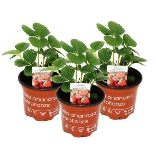 Junai.nl Klimaardbei | Fragaria x ananassa | 14 cm hoog | 9 cm pot