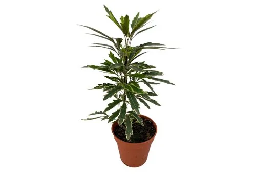 Junai.nl Dizygotheca elegantissima 'Bianca' | 5,5 cm pot | 15 cm hoog