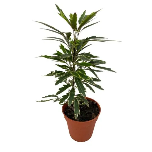 Junai.nl Dizygotheca elegantissima 'Bianca' | 5,5 cm pot | 15 cm hoog