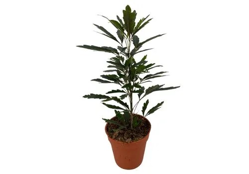 Junai.nl Dizygotheca elegantissima 'Castor' | 9 cm pot | 25 cm hoog