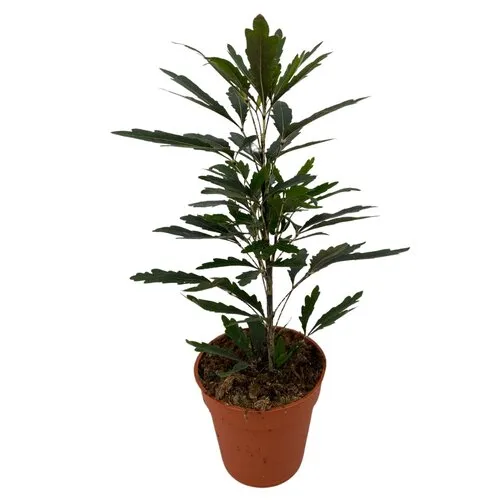 Junai.nl Dizygotheca elegantissima 'Castor' | 9 cm pot | 25 cm hoog